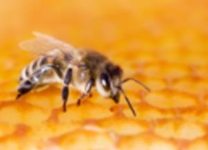 Study finds honeybee venom triggers immune response